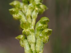 Microtis unifolia 02.jpg