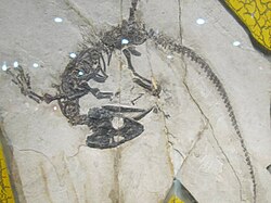 Reptile fossil.jpg