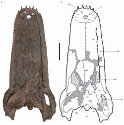 Mourasuchus pattersoni - skull - Urumaco Formation - Venezuela.jpg