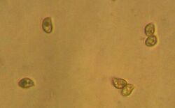 Mythicomyces corneipes spores