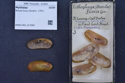 Naturalis Biodiversity Center - RMNH.MOL.317060 - Botula fusca (Gmelin, 1791) - Mytilidae - Mollusc shell.jpeg