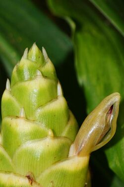 Opening ginger flower.jpg