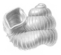 Opisthostoma goniostoma shell.png
