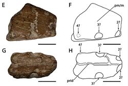 Ornithocheirus platystomus.jpg
