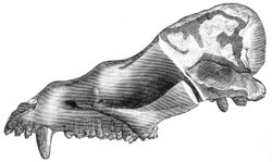 PSM V27 D819 Skull of coryphodon elephantopus.jpg