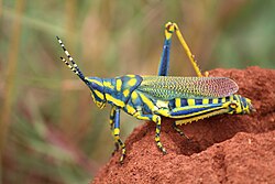 Painted Grasshopper (Poekilocerus pictus) (29465025278).jpg