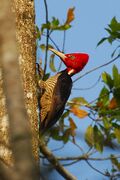 Pale-billed woodpecker001.jpg