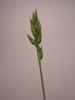 Panicle of Bromus commutatus.JPG