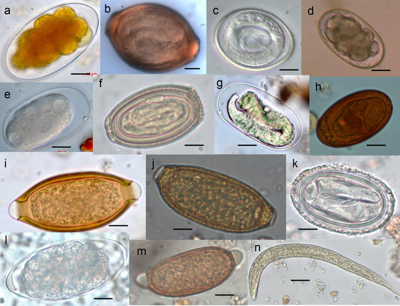File:Parasite140080-fig3 Gastrointestinal parasites in seven primates of the Taï National Park - Helminths.png