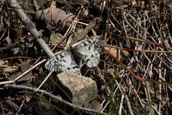 Parnassius clodius 1146.JPG