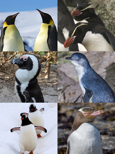 File:Penguins collage.png
