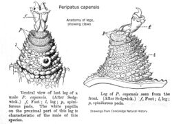 Peripatopsis capensis Leg anatomy IMG 0783a.JPG