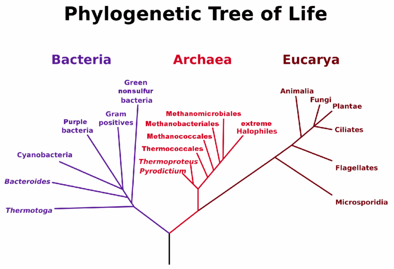 File:PhylogeneticTree, Woese 1990.PNG