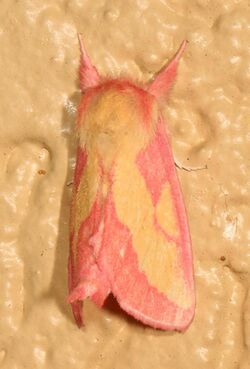 Pink Prominent - Hyparpax aurora, Allegany County, Maryland (25889348787).jpg