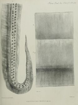 Plectoteuthis grandis, plate 34.jpg