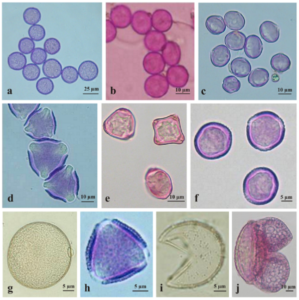 File:Pollen grains observed in aeroplankton of South Europe.png
