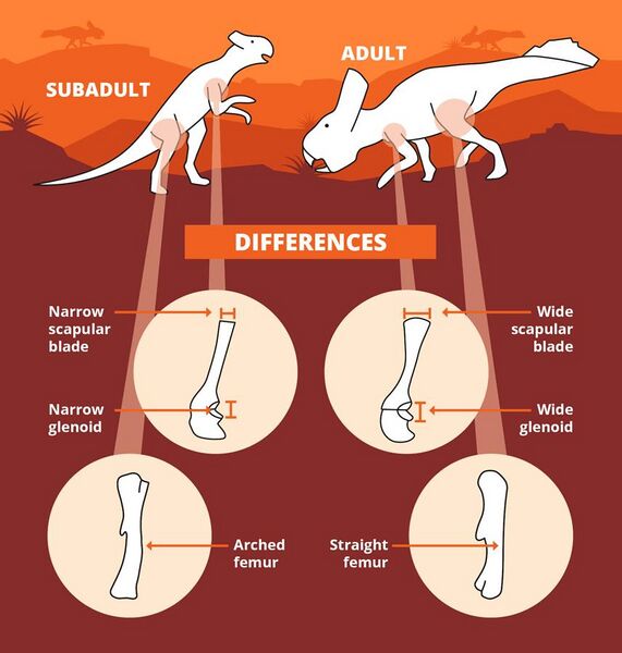 File:Protoceratops juvenile and adult differences.jpg