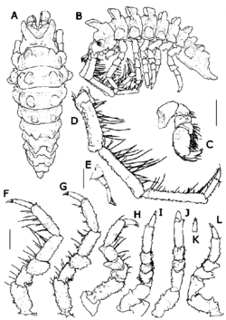 Pseudidothea armata sp. n. male holotype (MNA 10749).png