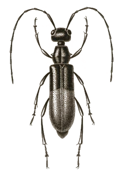 Pseudocephalus monstrosus.PNG