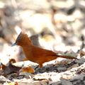 Pseudoseisura unirufa-Rufous Cacholote.JPG