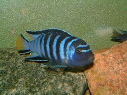 Pseudotropheus elongatus1.jpg