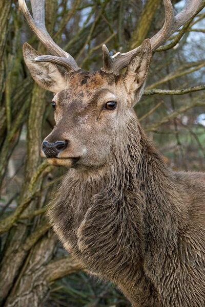 File:Red deer portrait.jpg