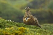 Rufous-bellied Seedsnipe - Papallacta - Ecuador (16037976257).jpg