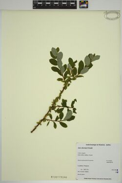 Salix chlorolepis.jpg