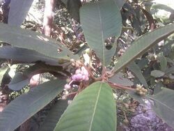 Saurauia napaulensis.jpg