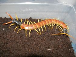 Scolopendra heros.jpg