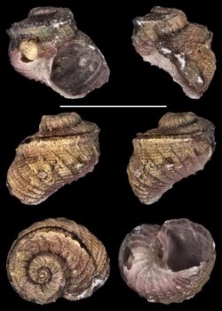 Sinezona doliolum (10.3897-afrinvertebr.61.51989) Figure 20.jpg