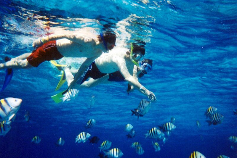 File:Snorkelers watching fish.jpg