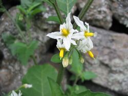 Solanum chenopodioides (Flower).jpg