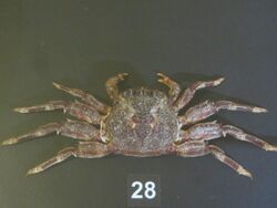 Specimen of Plagusia squamosa.JPG