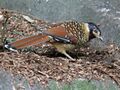 Spotted Laughingthrush, RWD3.jpg