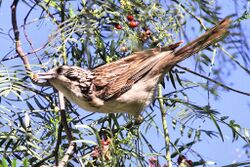 Striped honeyeater in a pepper tree eating berries