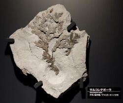 Sulcoretepora deissi - National Museum of Nature and Science, Tokyo - DSC07728.JPG