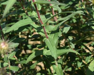 Stems and leaves of New England aster: reddish-purple stems with visible short hairs, alternating green leaves clasping the stems