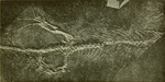 The Osteology of the Reptiles-234 rty wer rt.png