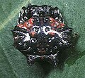 Gasteracantha.mammosa.female.5.-.tanikawa.jpg