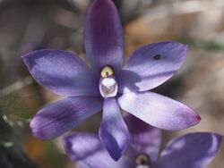 Thelymitra granitora.jpg