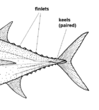 Thunnus obesus (Bigeye tuna) diagram cropped.GIF