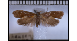 Tingena robiginosa holotype.png