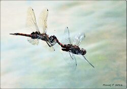 Tramea limbata by Manoj P.jpg