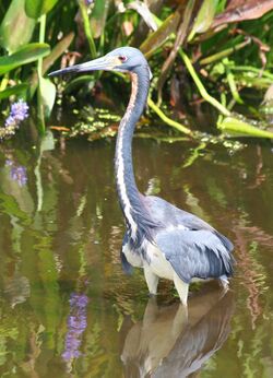 Tricolored Heron JCB.jpg