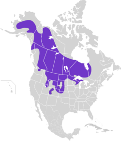 Tympanuchus phasianellus map.svg