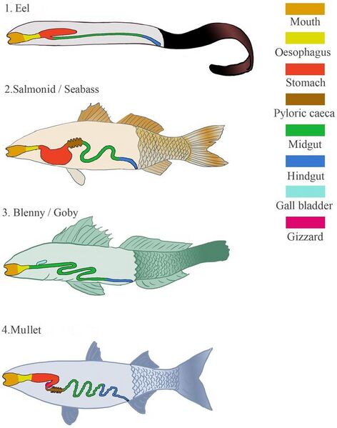 File:Types of digestive systems in marine fish.jpg