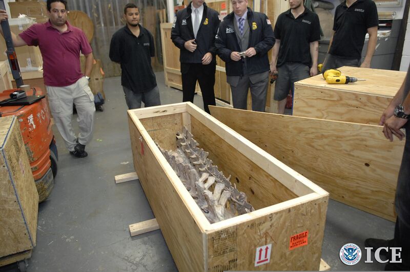 File:U.S. Immigration and Customs Enforcement (ICE) officials return a Tarbosaurus bataar skeleton to the government of Mongolia during a repatriation ceremony May 6, 2013, at a Manhattan hotel in New York 130506-H-ZZ999-002.jpg