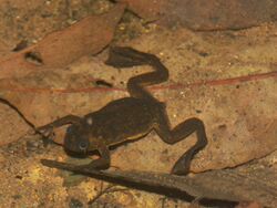 Xenopus longipes03.jpg