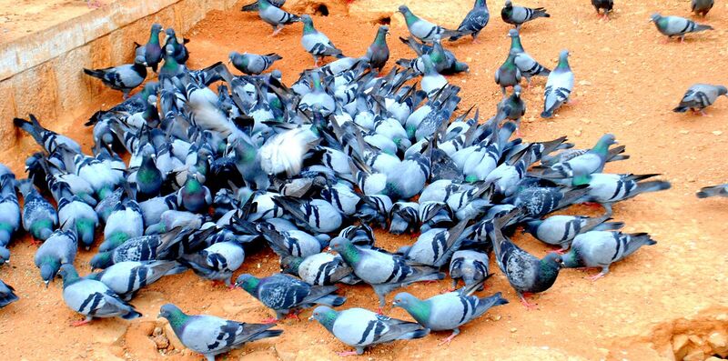 File:100 Pigeons.JPG